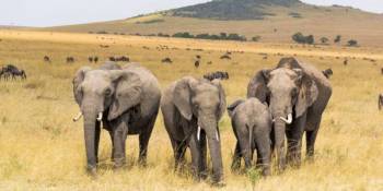 7-Day Aberdare - Samburu And Masai Mara Luxury Safari Tour