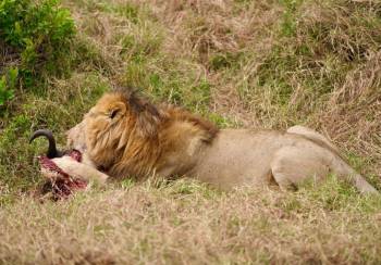 7-Day Samburu And Masai Mara Wildlife Safari Tour