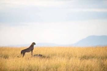 9-Day Complete Kenya Safari - All Major Parks Tour