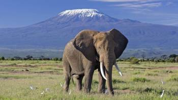 6 Day breathtaking Masai Mara and Amboseli Flight Safari