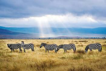 6 Day breathtaking Masai Mara and Amboseli Flight Safari