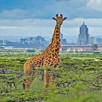 6 Day breathtaking Masai Mara and Amboseli Flight Safari