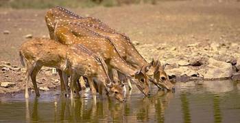 Rajasthan With Wildlife 8 Days - 7 Nights Tour