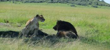 2 Nights - 3 Days Nairobi - Masa Mara Tour