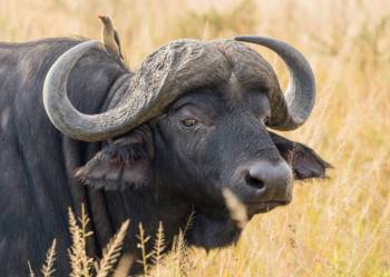 Ngorongoro Tour Packages