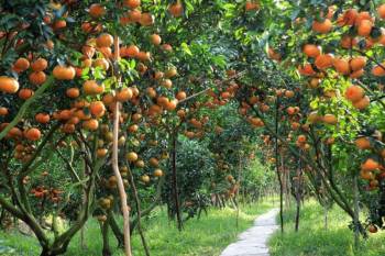 Mekong Delta Tour Packages