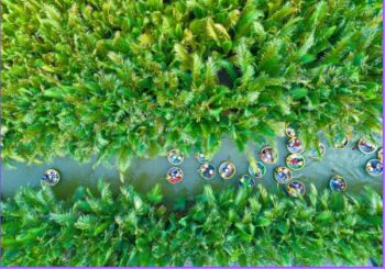 Bay Mau Coconut Forest - Hoi An Ancient Town - Half Day - Join Group Tour