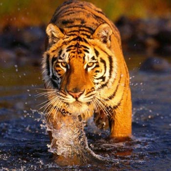 Short  Escape to  Sundarbans Tour