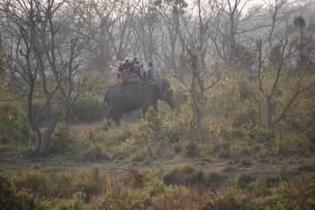 Chitwan Entry Only Tour