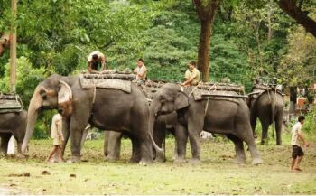 4 Nights - 5 Days Assam Adventure Tour