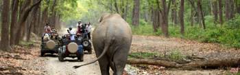 6 Nights 7 Days Madhya Pradesh Wildlife - Panna - Bandhavgarh - Kanha