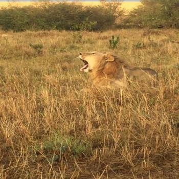 4Night Kenya - Nairobi - Lake Nakuru National Park Heaven Of Flamingo