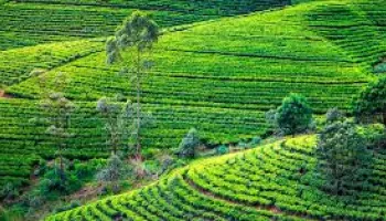 SRILANKA TOUR PACKAGE