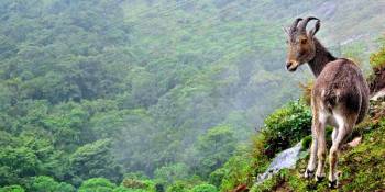 Gods Own Country – Kerala Special Tour (5D/4N)