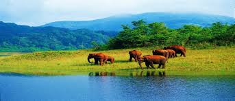 Gods Own Country – Kerala Special Tour (5D/4N)