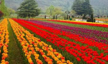 Kashmir Dream Holiday