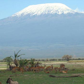 Mount Kilimanjaro on the bush side