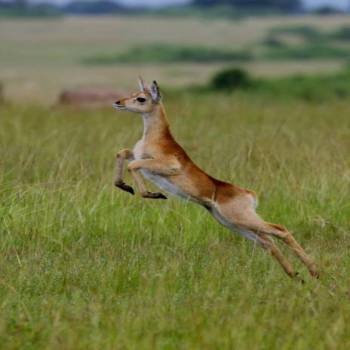 Mount Kenya Climbing Safari