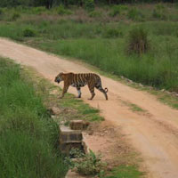 Kanha Wildlife Sanctuary Tour