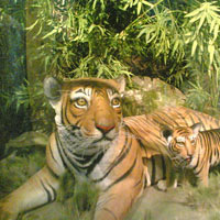 Kanha Wildlife Sanctuary Tour
