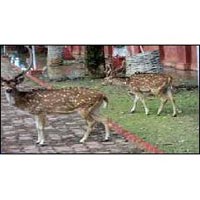 Family Package (3 N at Port Blair & Havelock Same Day)