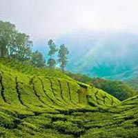 Cochin - Alleppey - Thekkady - Munnar Tour 5N/6D