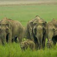 Delhi - Corbett National Park Weekend Tour Package