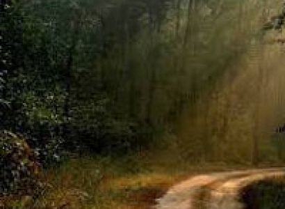 Call Of The Wild Tour (Madhya Pradesh)