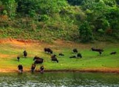 3 Days Periyar Tour with Tree house