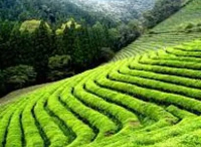 Bangalore Mysore Ooty Tour