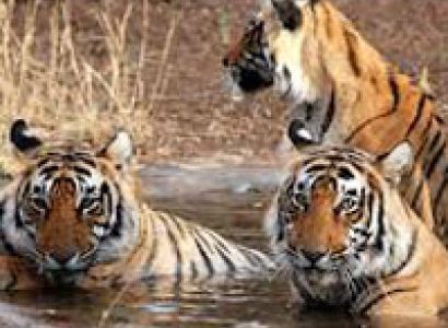 Golden Triangle Tour with Tiger