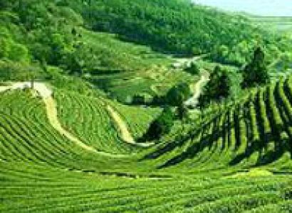 Darjeeling Gangtok Tour