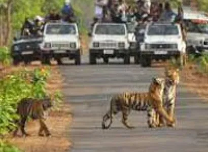 Tadoba Tour From Nagpur