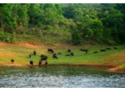Packages in Thekkady