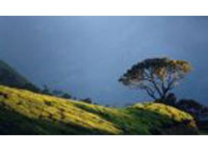 Packages in Thekkady