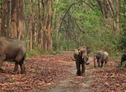 3 Night 4 Days Jim Corbett National Park