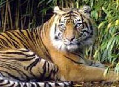 Wildlife Tiger Tour