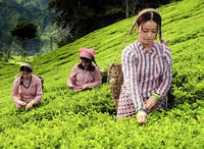 Darjeeling - Mirik Tour