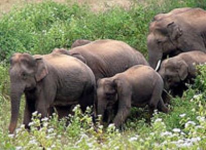 Dooars - Lataguri - Bindu - Madarihat Tour