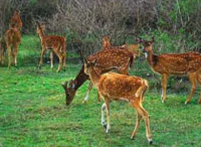 Mysore - Ooty - Bandipur Tour