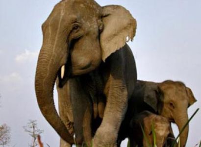 Meghalaya with Kaziranga Tour