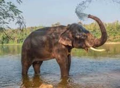 Packages in Thekkady