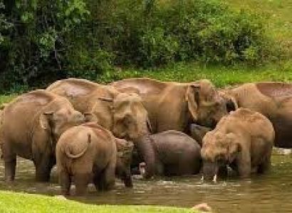 Amazing Munnar -Thekkady - Alleppey Tour
