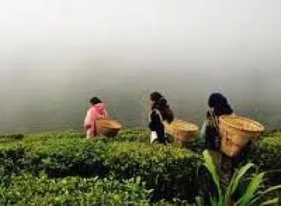 Gangtok - Tsomgo Lake - Pelling - Darjeeling Tour