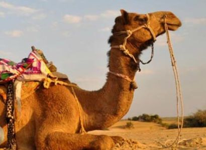 5 Days Camel Safari Tour