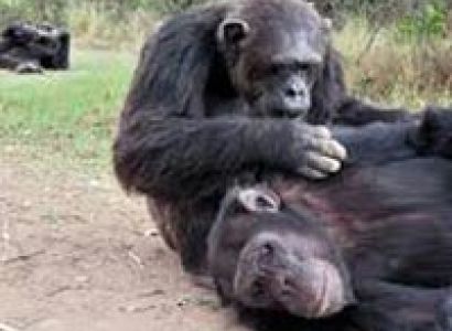 Wildlife Tour of Kenya