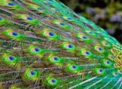 Birding Tours Rajasthan