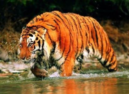 East India Wildlife Tour