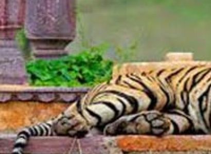 Ranthambore Tiger Tour