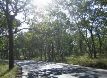 Mudhumalai, Ooty, Coonoor Tour